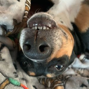 Meet your Posher, Allison